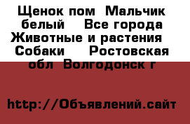 Щенок пом. Мальчик белый  - Все города Животные и растения » Собаки   . Ростовская обл.,Волгодонск г.